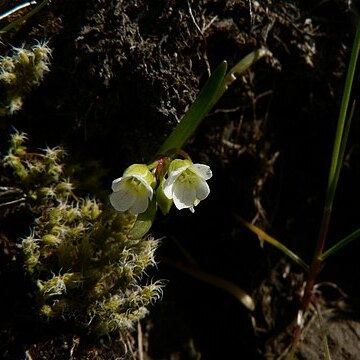 Montia linearis unspecified picture