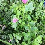 Malva trimestris habit picture by Mata Vanessa (cc-by-sa)