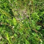 Bromus inermis habit picture by justin klamut (cc-by-sa)