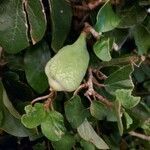 Ficus pumila fruit picture by cindy clang (cc-by-sa)