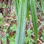 Carex foetida leaf picture by Noé Ferrari (cc-by-sa)