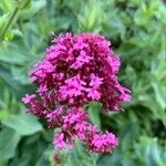Valeriana tuberosa flower picture by Gregory PIRARD (cc-by-sa)