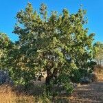 Quercus faginea habit picture by Ravi romarin (cc-by-sa)