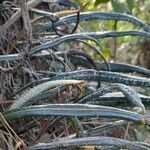 Elaphoglossum engelii habit picture by Trap Hers (cc-by-sa)