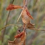 Hedysarum boveanum fruit picture by Denis Bastianelli (cc-by-sa)
