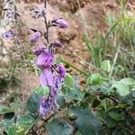Desmodium intortum flower picture by cristian gaviria londoño (cc-by-sa)