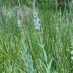 Lysimachia ephemerum habit picture by F. Manzano (cc-by-sa)
