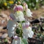Antirrhinum sempervirens flower picture by Giode Tonpino (cc-by-sa)