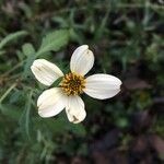 Bidens aurea flower picture by Tala SKARI (cc-by-sa)