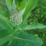 Asclepias syriaca flower picture by Anthony Brookins (cc-by-sa)