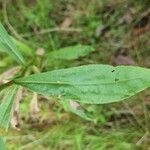 Solidago juncea leaf picture by John Murtaugh (cc-by-sa)