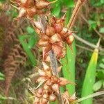 Watsonia meriana fruit picture by SergioPlantNet (cc-by-sa)