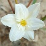 Hieronymiella clidanthoides flower picture by Trap Hers (cc-by-sa)