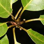 Cordia megalantha leaf picture by Nelson Zamora Villalobos (cc-by-nc)