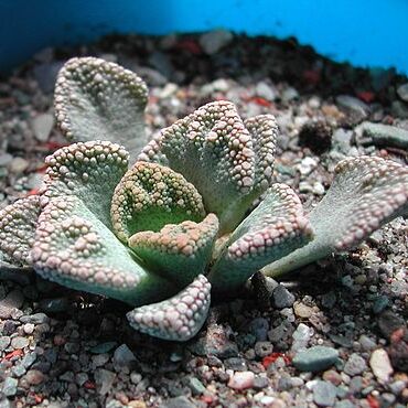Titanopsis unspecified picture