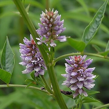 Glycyrrhiza pallidiflora unspecified picture
