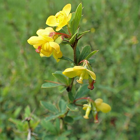 Berberis hamiltoniana unspecified picture