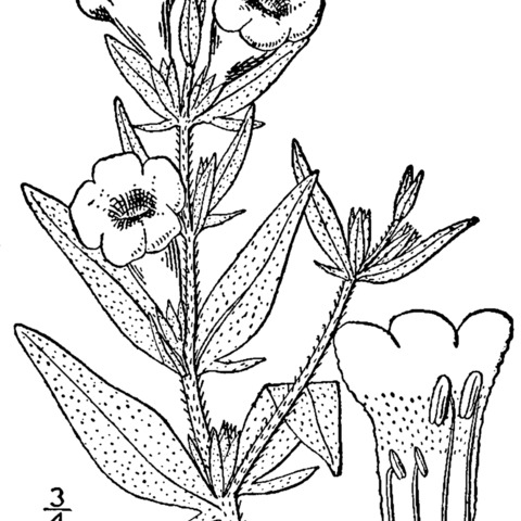 Agalinis auriculata unspecified picture