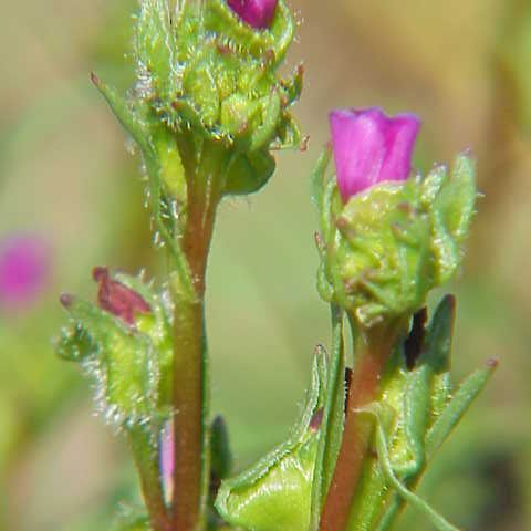 Calandrinia unspecified picture
