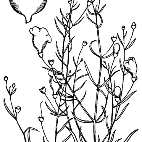 Agalinis setacea unspecified picture