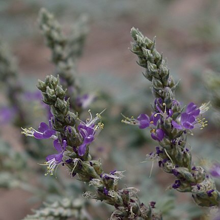 Dalea lanata unspecified picture