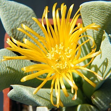Schwantesia unspecified picture