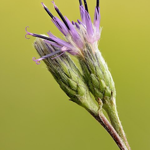 Saussurea esthonica unspecified picture