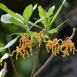 Strophanthus boivinii unspecified picture