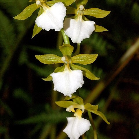 Rhynchostele bictoniensis unspecified picture