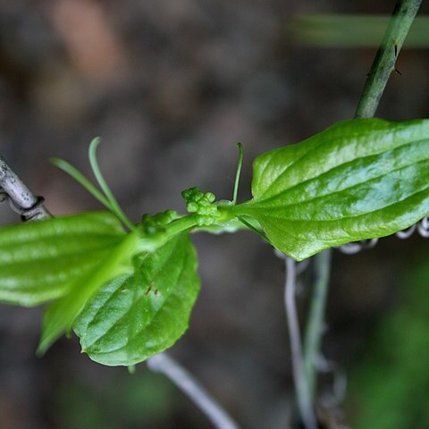 Smilax sieboldii unspecified picture