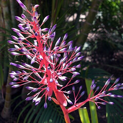 Portea petropolitana unspecified picture