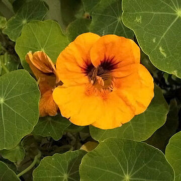 Tropaeolaceae unspecified picture