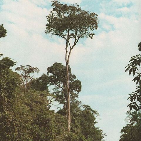 Balfourodendron unspecified picture
