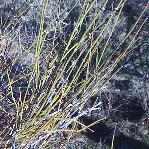 Ephedra fasciculata unspecified picture