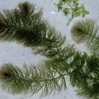 Ceratophyllaceae unspecified picture