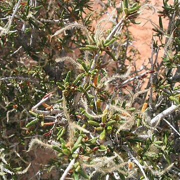 Cercocarpus intricatus unspecified picture