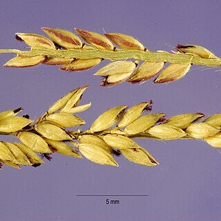 Eriochloa unspecified picture