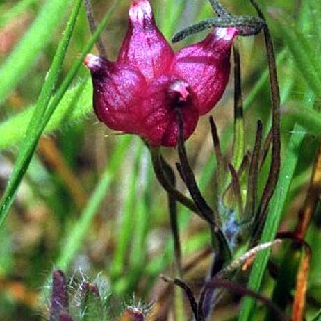 Trifolium depauperatum unspecified picture