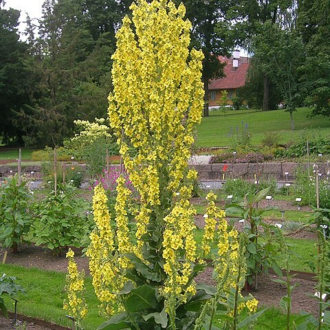 Verbascum pyramidatum unspecified picture
