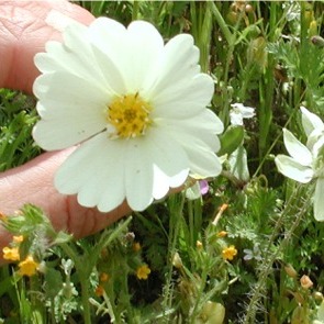 Layia heterotricha unspecified picture
