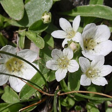 Nemophila spatulata unspecified picture