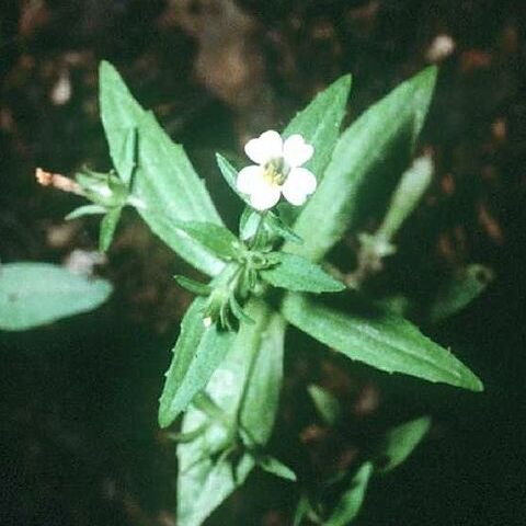 Gratiola unspecified picture
