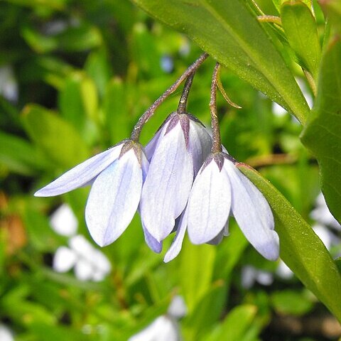 Billardiera heterophylla unspecified picture