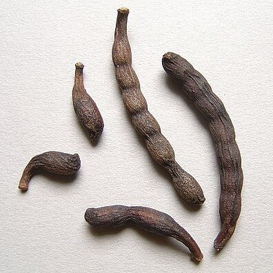 Xylopia aethiopica unspecified picture