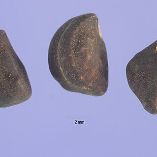 Ipomoea coptica unspecified picture