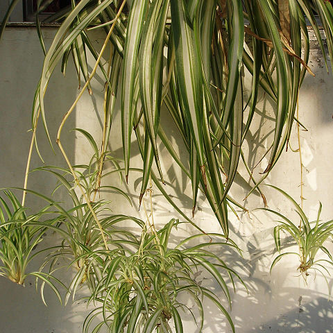 Chlorophytum unspecified picture