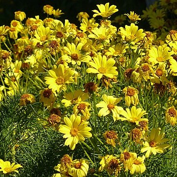 Coreopsis unspecified picture