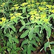 Euphorbia oblongata unspecified picture