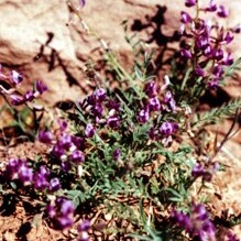 Astragalus desperatus unspecified picture