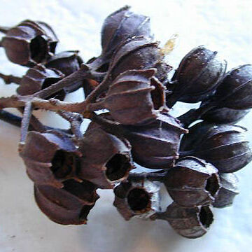 Angophora unspecified picture